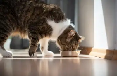 Brown and white cat eating