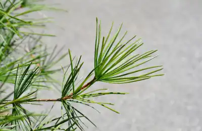 Umbrella Pine
