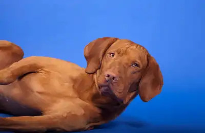 Training dog to play dead