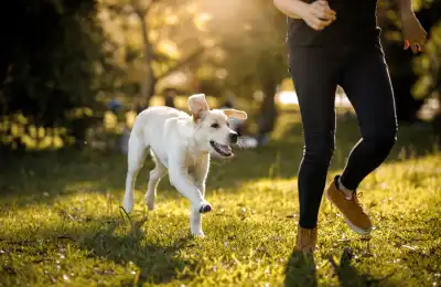 How to Train a Dog Recall: Step-by-Step