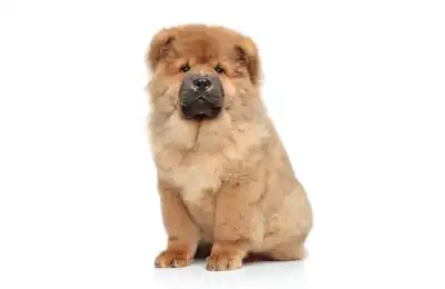 Low Exercise Dogs: Great for Quieter Lifestyles