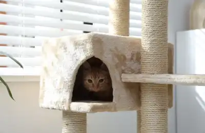 Cat hiding