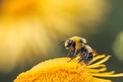 A bumble bee on a flower.