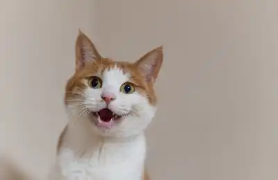 orange and white cat meowing for attention