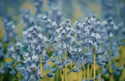bluebells close up