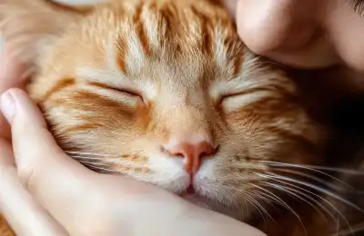 orange kitten being kissed by owner