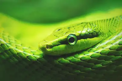 Closeup of a snake