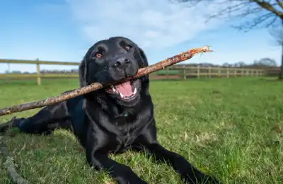 Low-Maintenance Dogs for Families