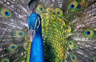 Close up image of a peacock