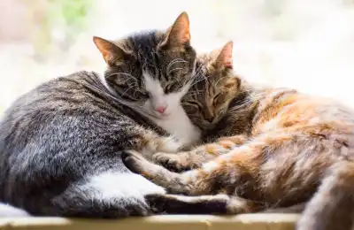 Signs That Cats Are Bonded