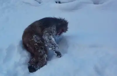 The Myths and Legends of the Yeti