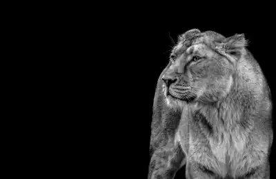 Common Lion Dreams and Their Meanings
