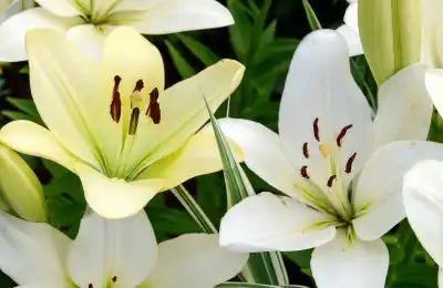 white lilies