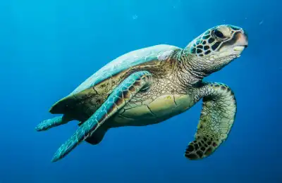 The Turtle as a Spiritual Messenger