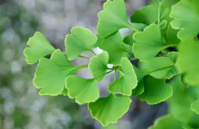 Ginkgo Biloba