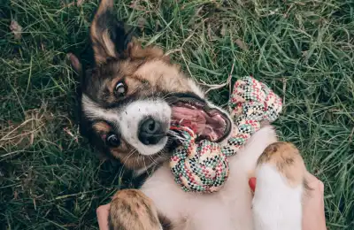 Practical Tips for Everyday Success with your dog