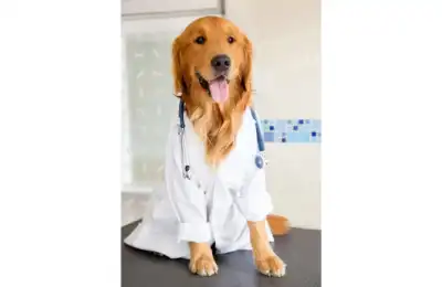 Further Support for Anxious Dogs