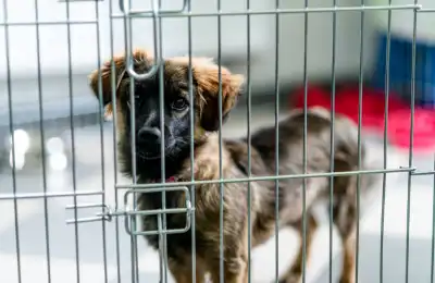 Why Use a Crate for Your Puppy?