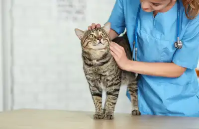 Vet examining a cat