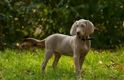 Which Dogs Enjoy Long Walks?
