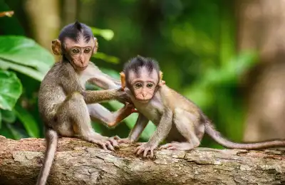 Monkey Numbers and Their Spiritual Meanings