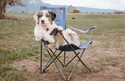How Do You Train Dogs to Sit in Different Settings?