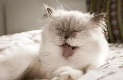 cute white cat yawning