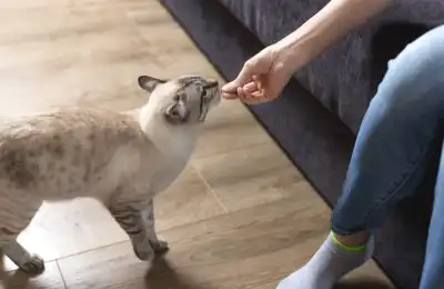 Someone giving a cat a treat