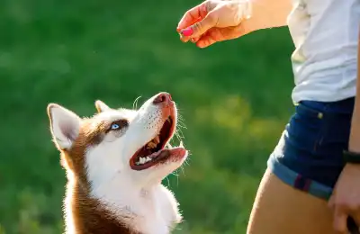 Someone rewarding their dog with a treat