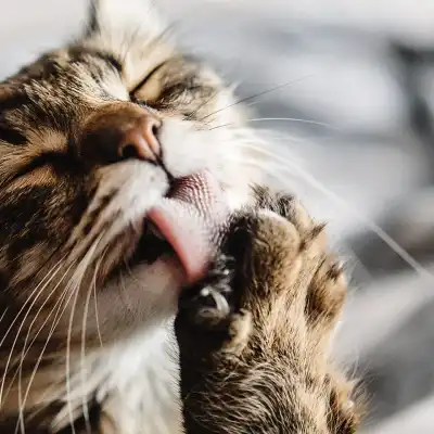Close up of cat licking paw.
