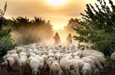 Common Sheep Dreams and Their Meanings
