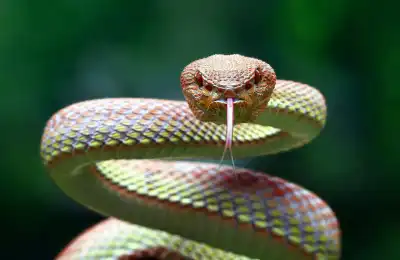 The Snake