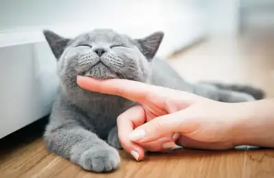 How to Know if a Cat is Your Spirit Animal