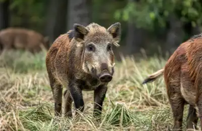 Wild boar