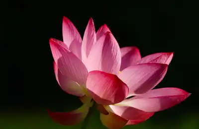 pink lotus symbol black background