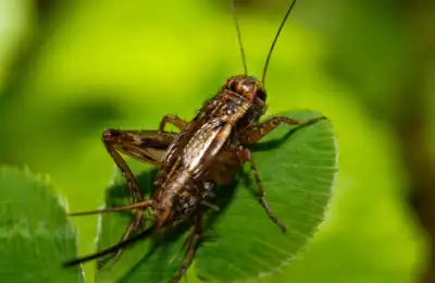 Is it Good or Bad Luck to See a Cricket?