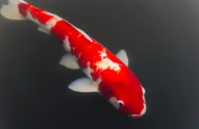 koi fish in pond