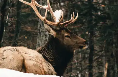 Symbols Associated with Ullr