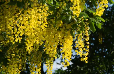 yellow Laburnum bush