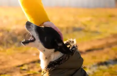 Build Positive Associations with Other Dogs