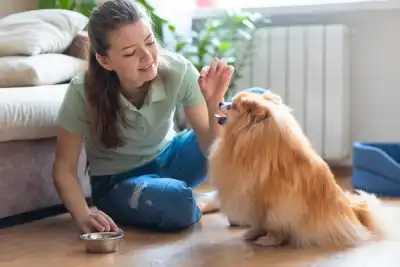 Step-by-Step Dog Sit Training