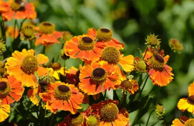 orange Helenium flowers