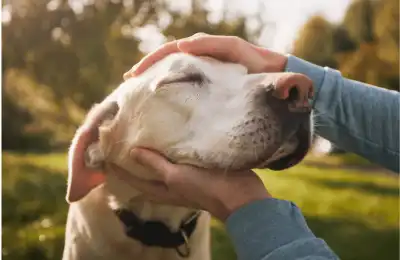 Do Dogs Dream About Their Owners?