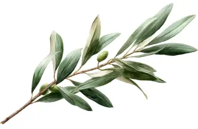 olive branch symbol