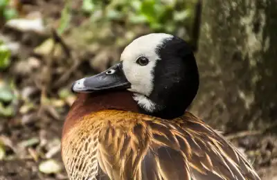 Duck Colours and Their Spiritual Meanings