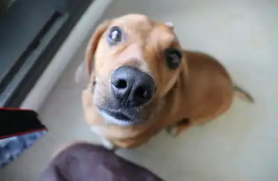 Reinforcing dog behaviour