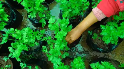 Someone planting vegetables