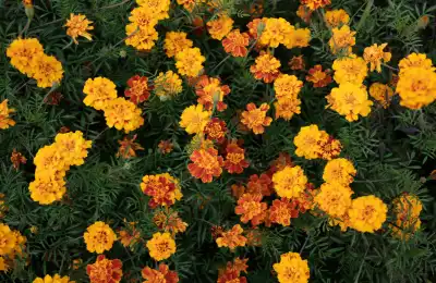 yellow marigolds in garden