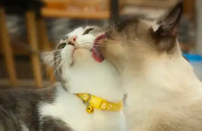 bonded cats cleaning each other
