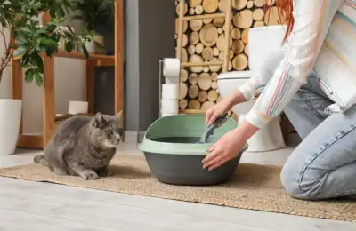 Owner placing the litter tray in front of the cat.